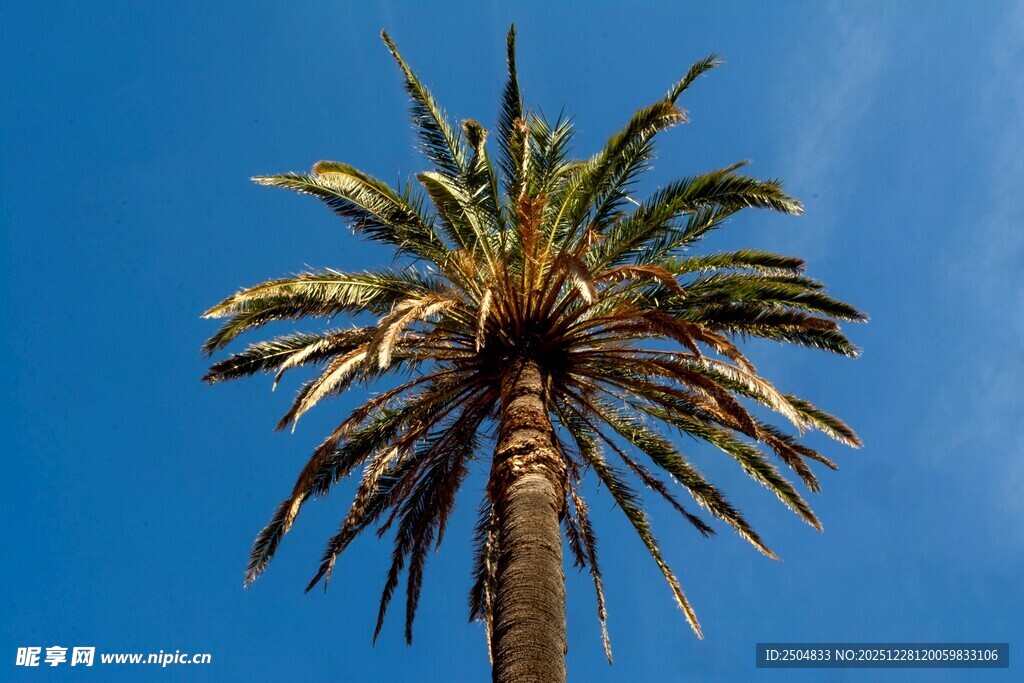 蓝天之下的高大棕榈树