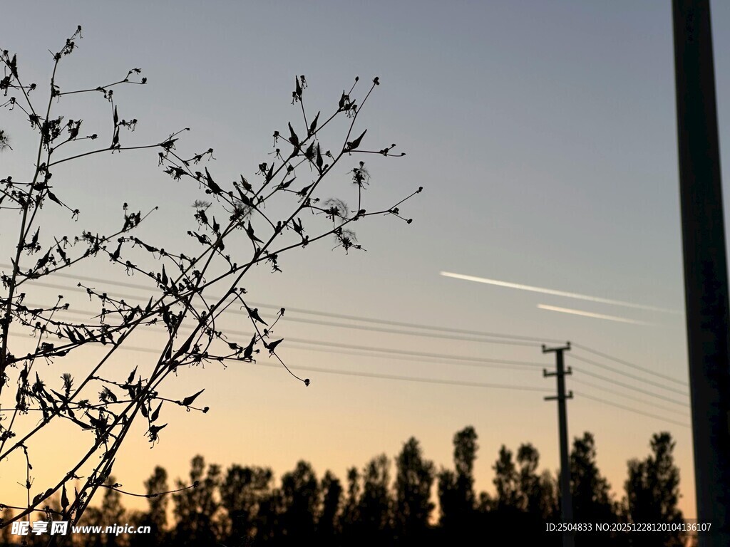 夕阳下的树木与光秃枝丫