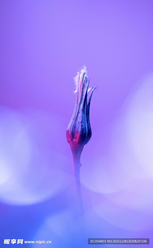 梦幻紫色花朵特写