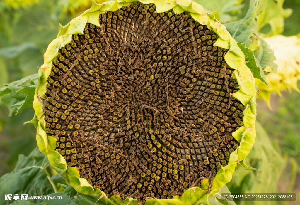 硕大向日葵花盘特写