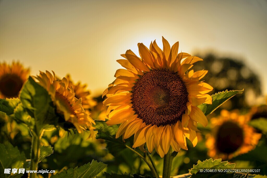 夕阳下的向日葵花田