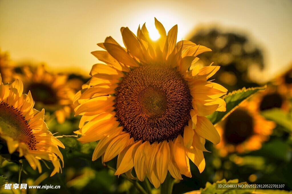 阳光下的向日葵花海