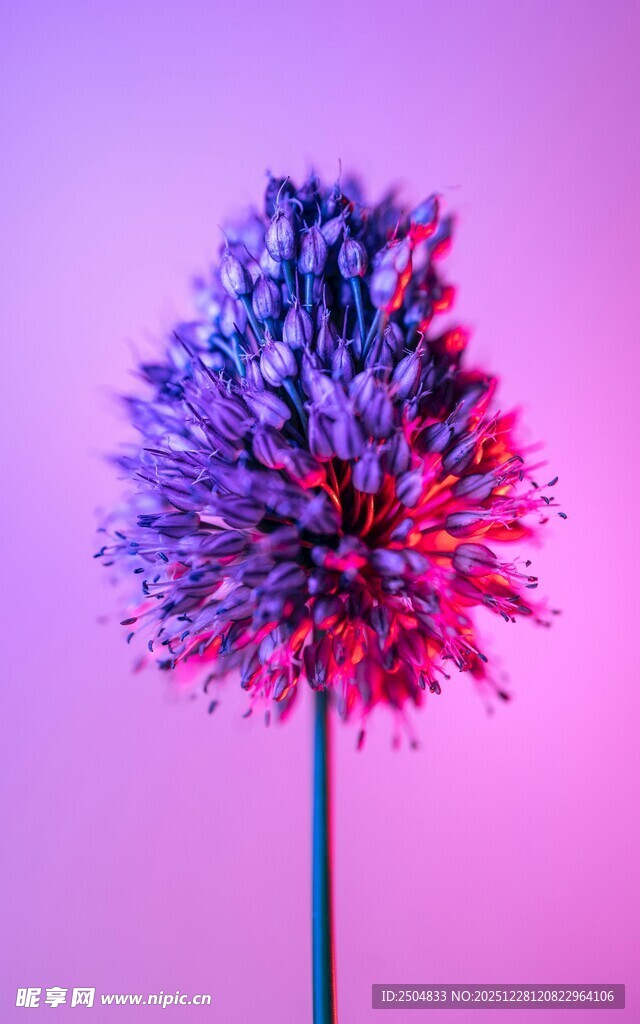 梦幻紫粉风信子花朵特写