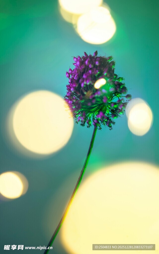 梦幻蒲公英与光斑美景