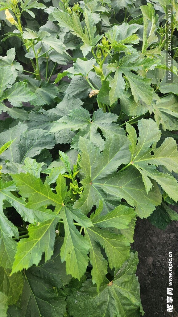 翠绿八角金盘植物叶片