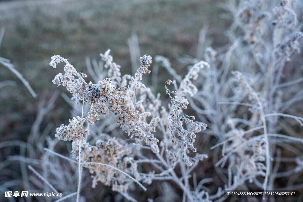 霜覆植物 呈现晶莹之美