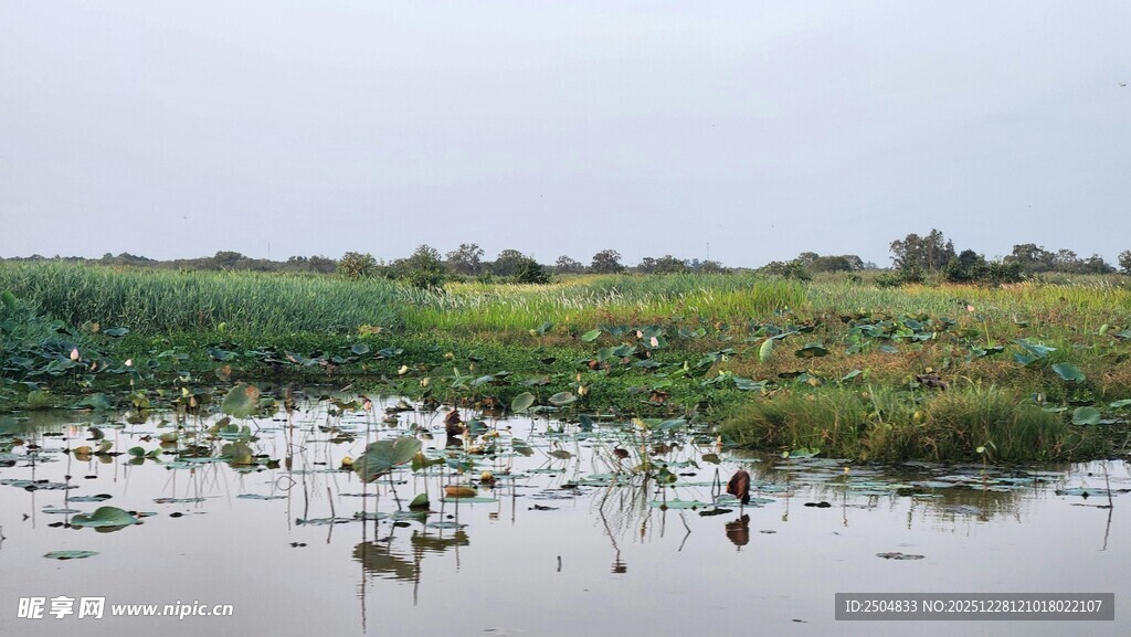 湿地风光 水生植物与水域