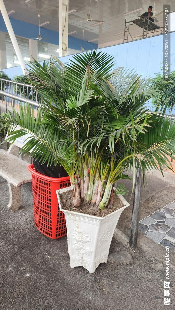 户外盆栽棕榈树