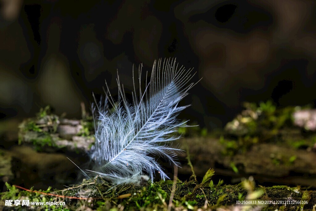 林间轻盈的白色绒毛