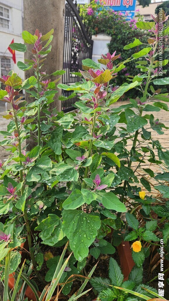 绿叶间多彩花卉绽放