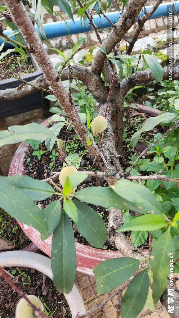 盆栽绿植生机盎然