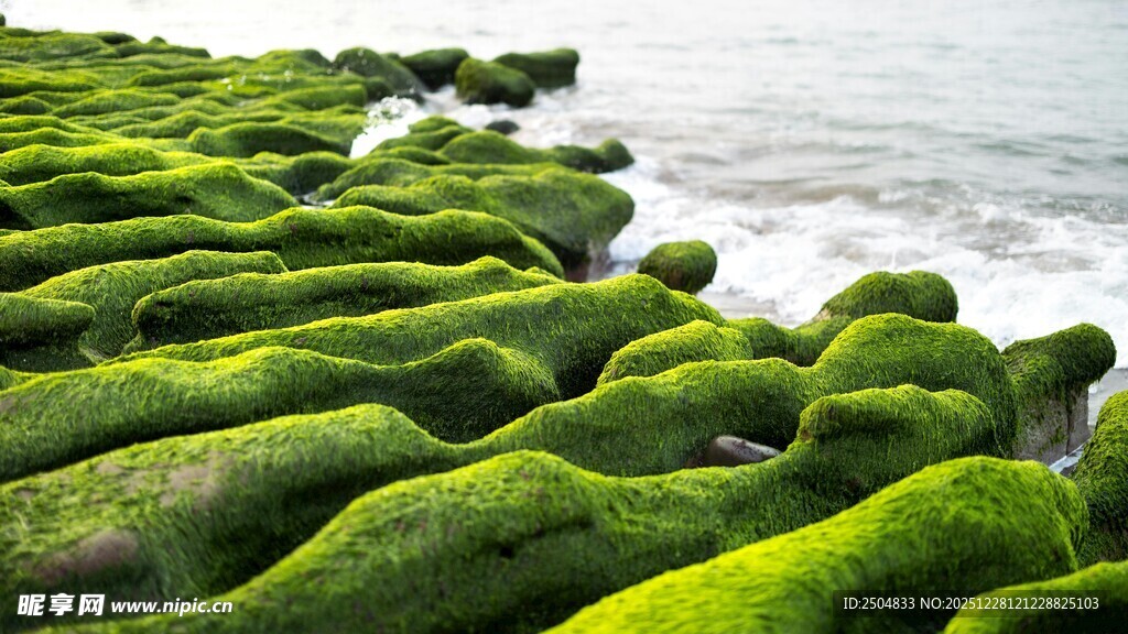 海岸边的翠绿苔藓景观