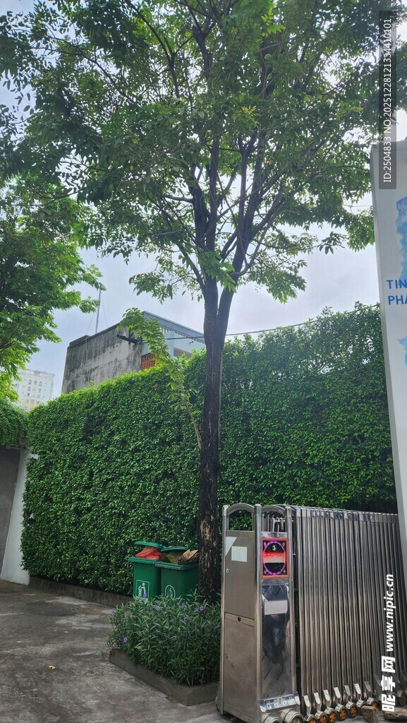 庭院中的绿树与围栏