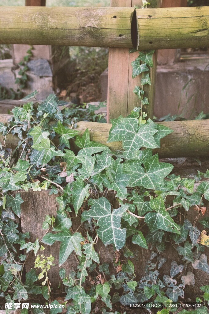 木栏旁繁茂的绿色藤蔓植物