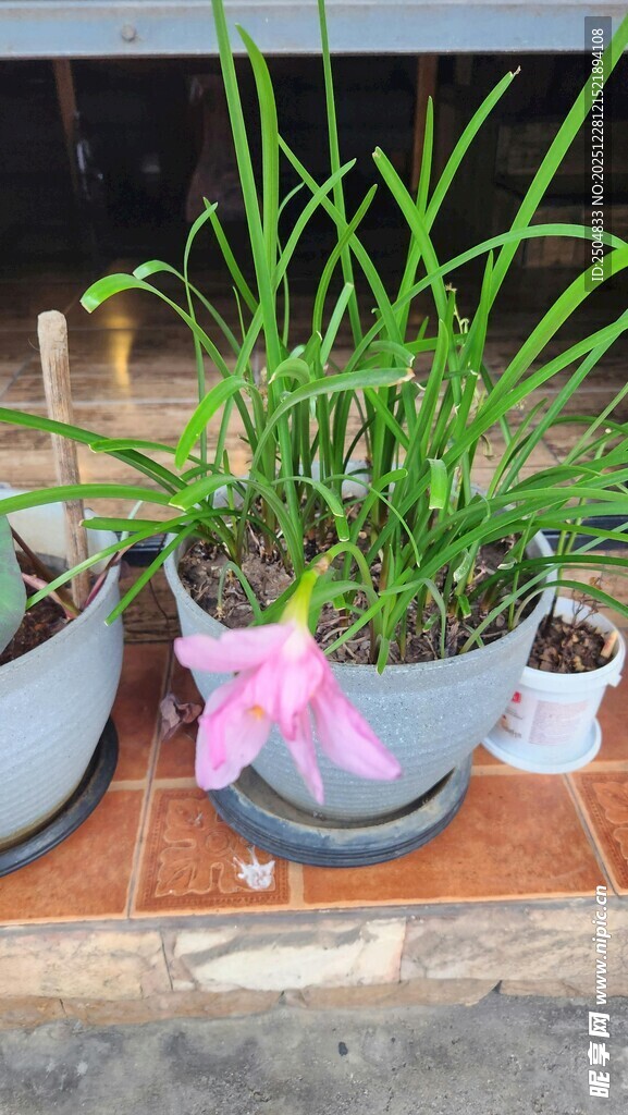 盆栽绿植 清新装点生活