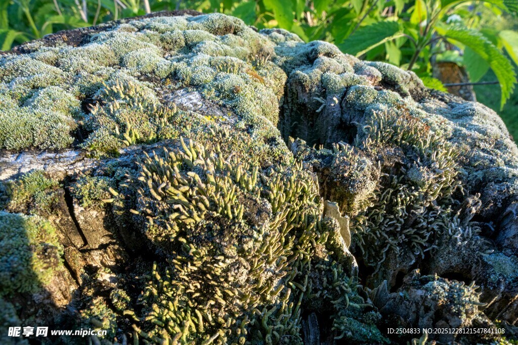 树皮上的绿色苔藓特写