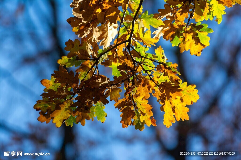 秋日枝头斑斓树叶