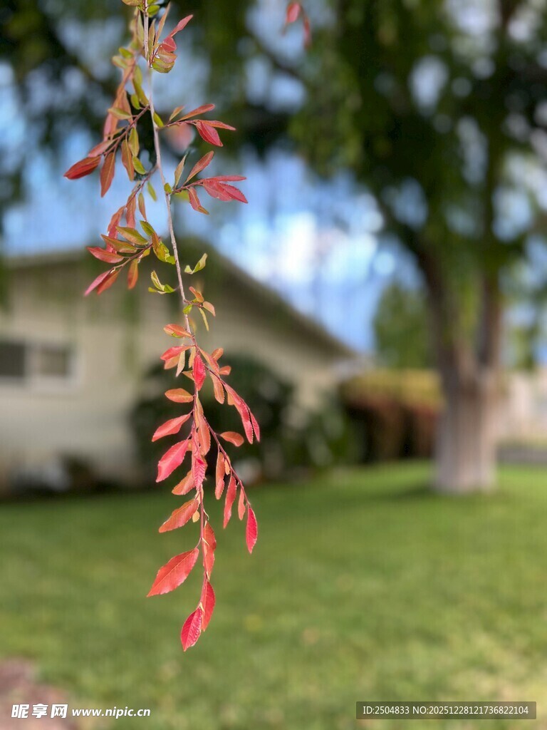 红色枝叶垂于庭院间