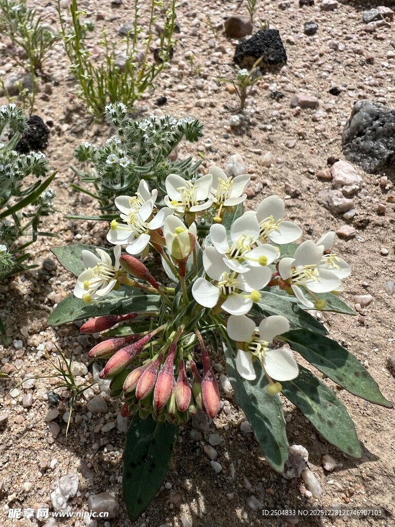  漠中的绽放花朵