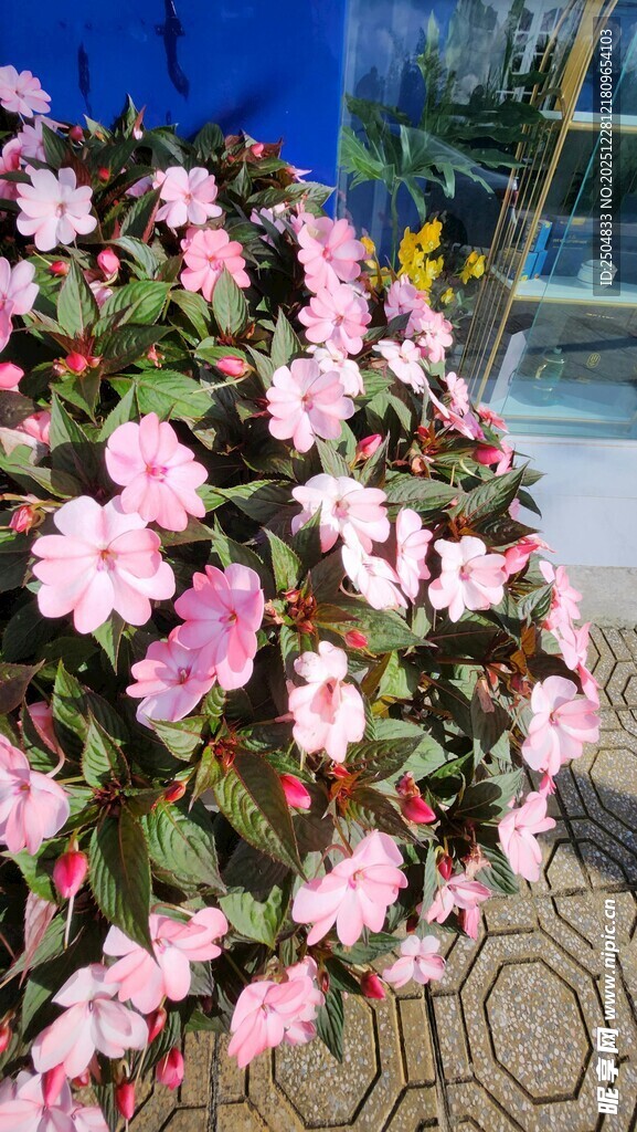 娇艳粉色花卉盆栽景观