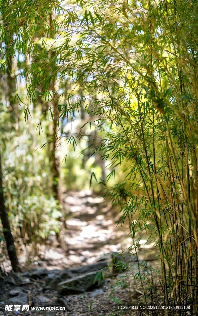 林间小径 绿意盎然的自然