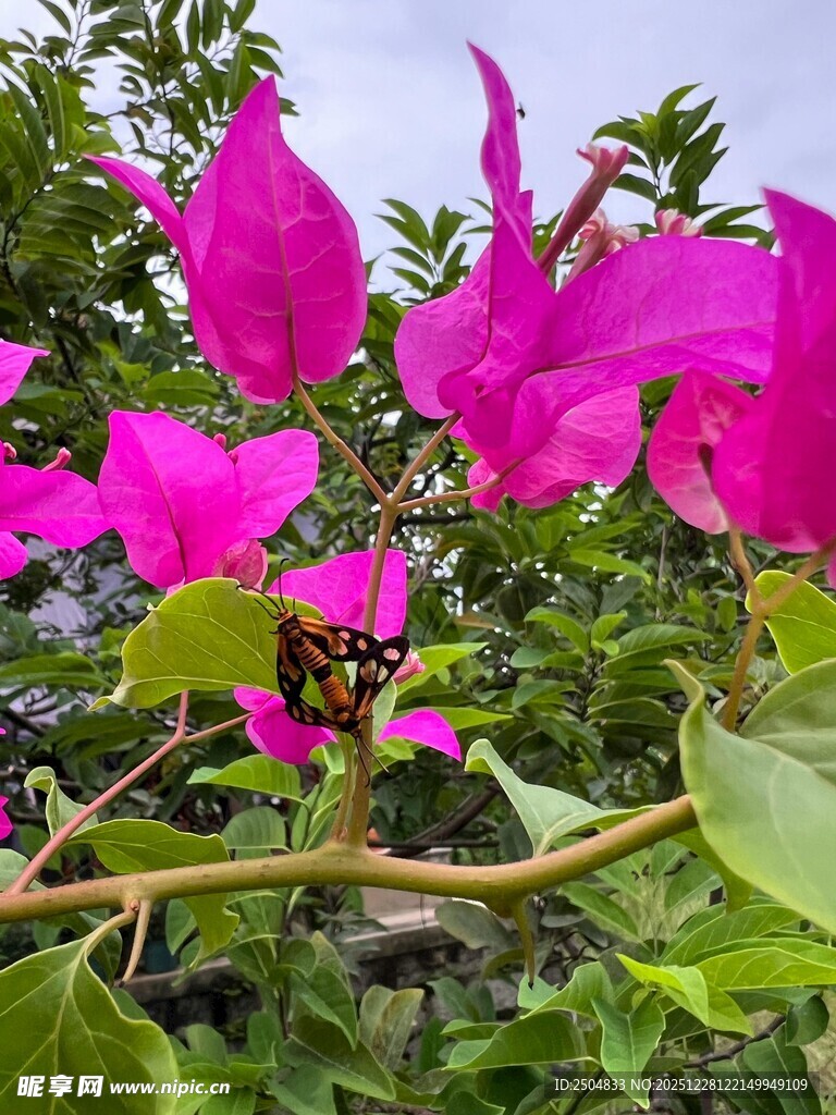 娇艳三角梅绽放枝头