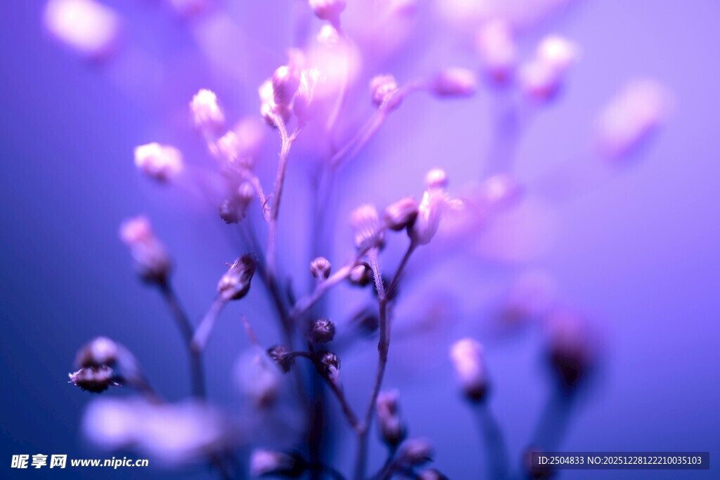 梦幻紫色小花特写