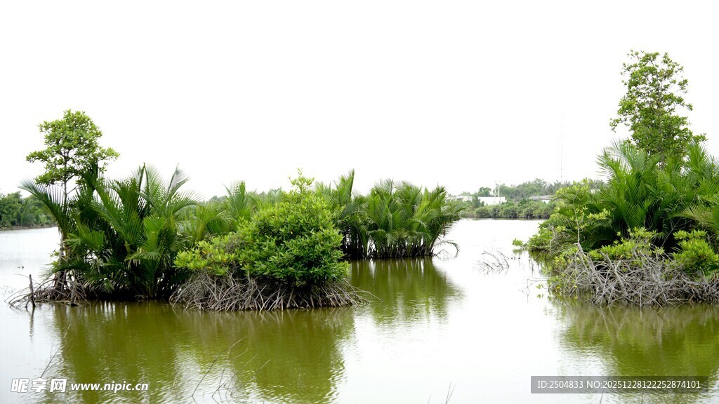 水上绿意盎然的植被景观