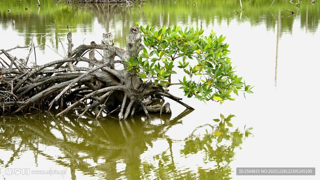 水中枯木旁的翠绿生机