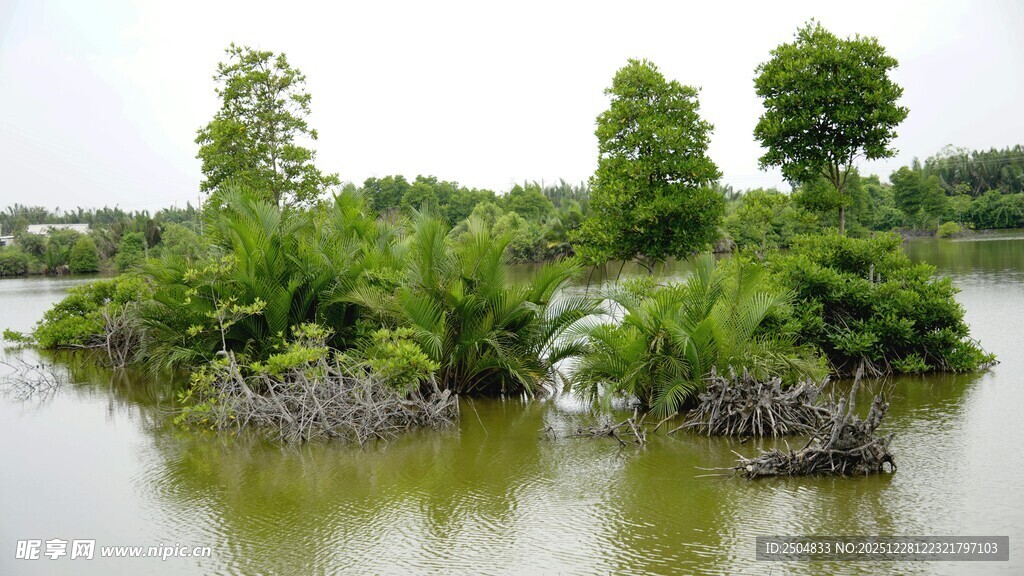 湖中小岛绿意盎然