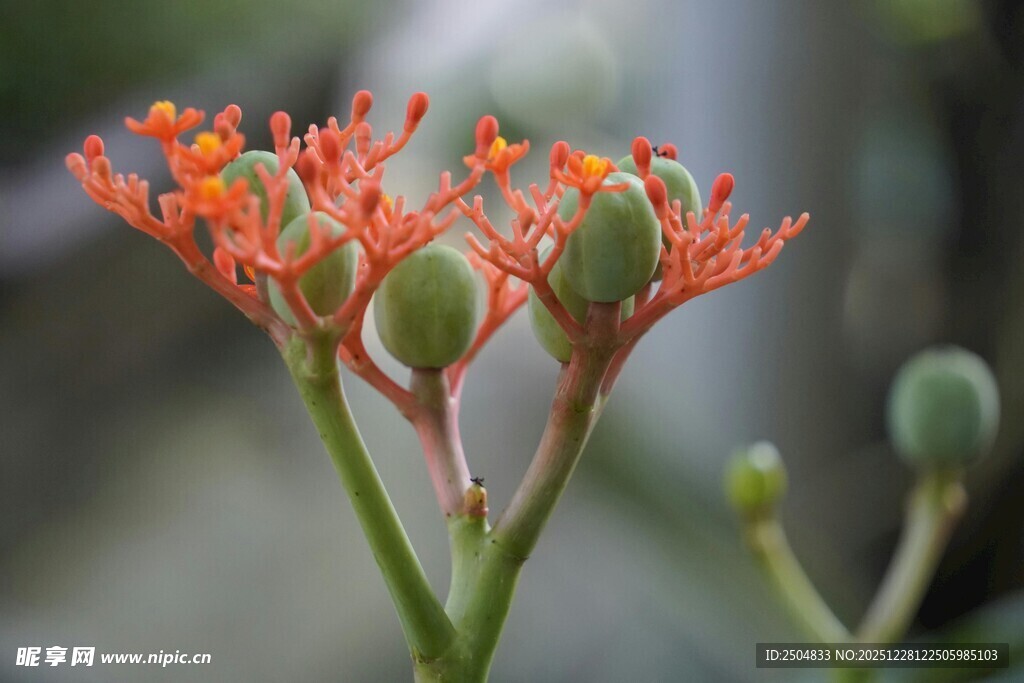 橙红多肉花绽放