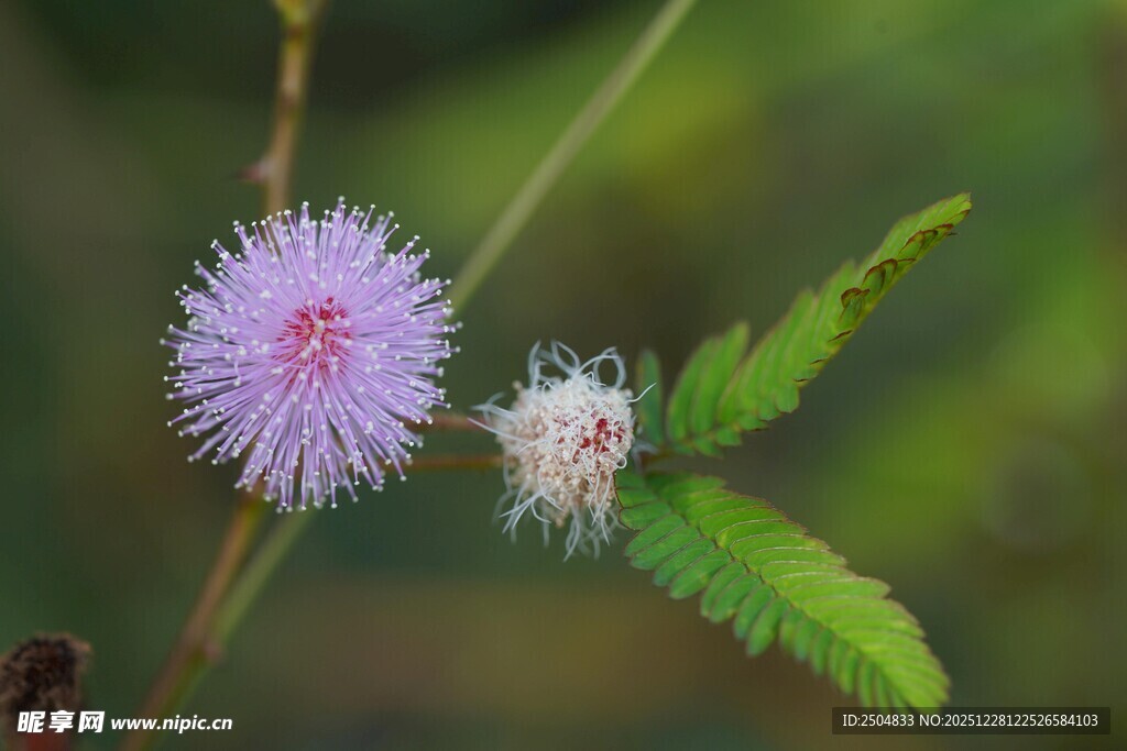 两朵别致的野外小花