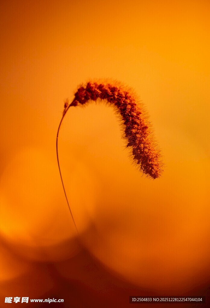 秋日独穗 暖色调浪漫景致