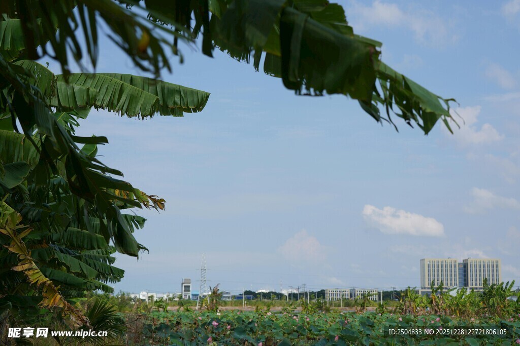 田园芭蕉景 绿意满视野