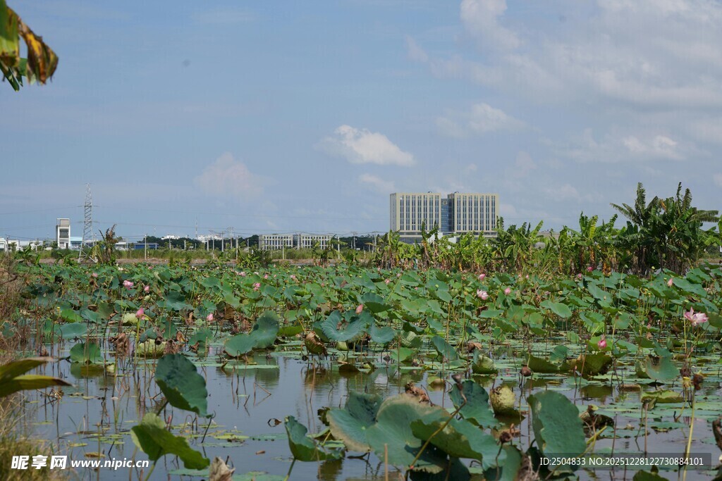 荷塘景色 绿意盎然