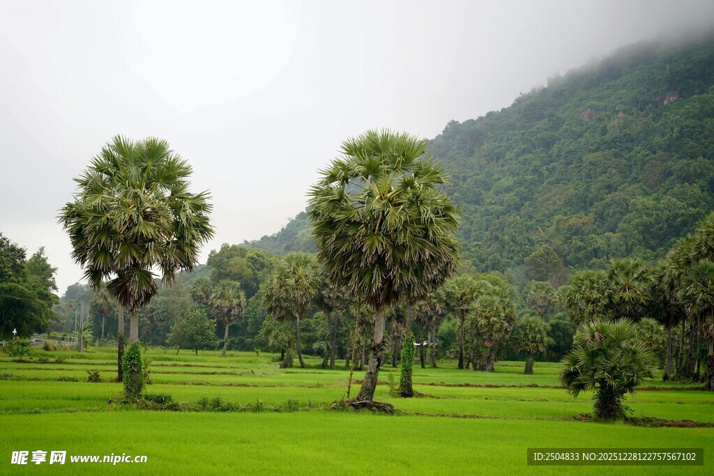 绿意盎然的山林草地景观