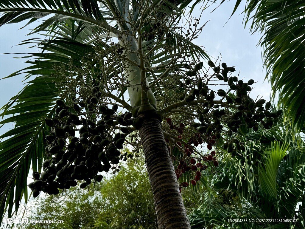 高大棕榈树挂满累累果实