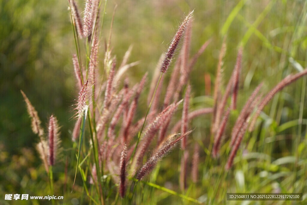 田野中的粉色穗状草