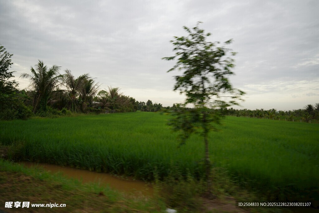 田野中一棵独立的小树