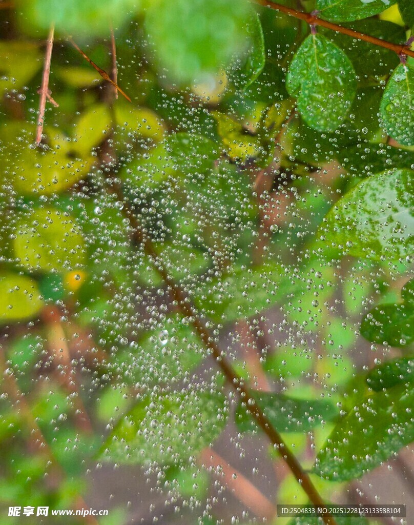 绿叶上晶莹的雨滴
