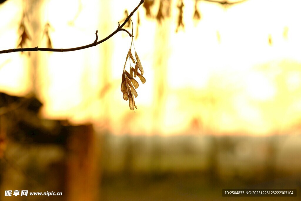 夕阳下的植物枝条