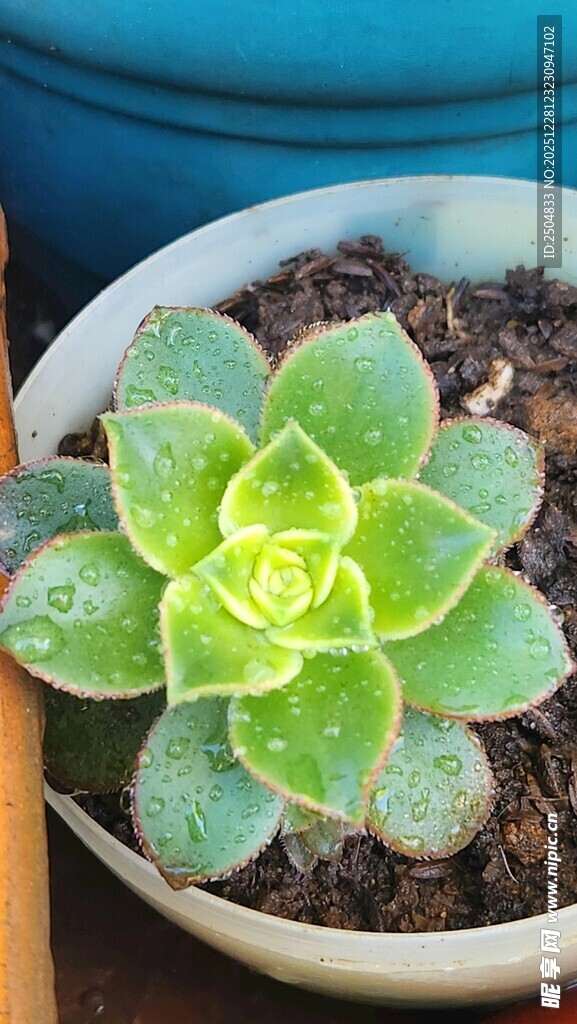 可爱多肉植物特写