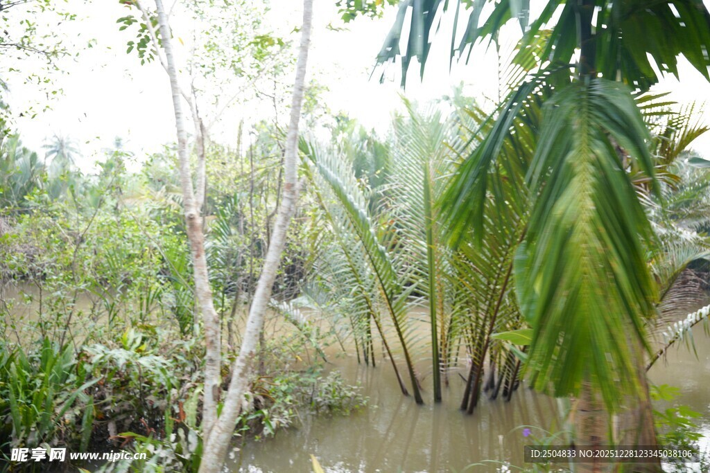 湿地中的繁茂植物景观