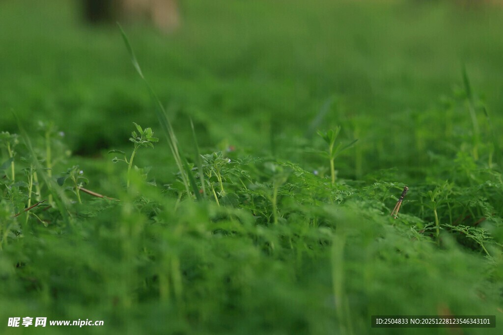 翠绿草地近景