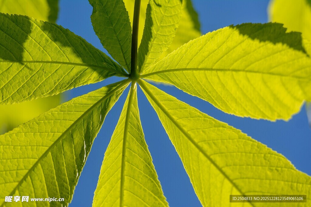 仰视视角下的黄绿叶片