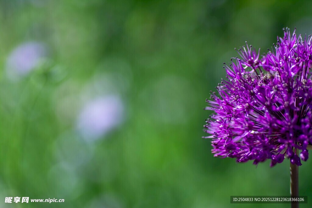 紫色葱属花卉特写