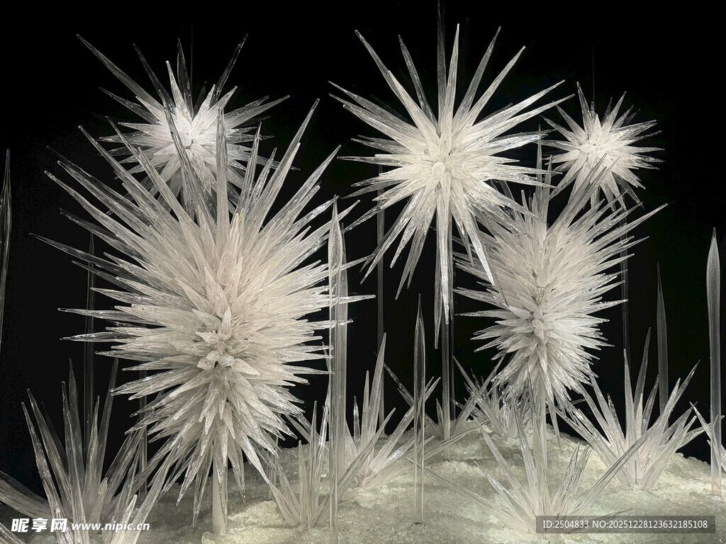 白色星状植物特写