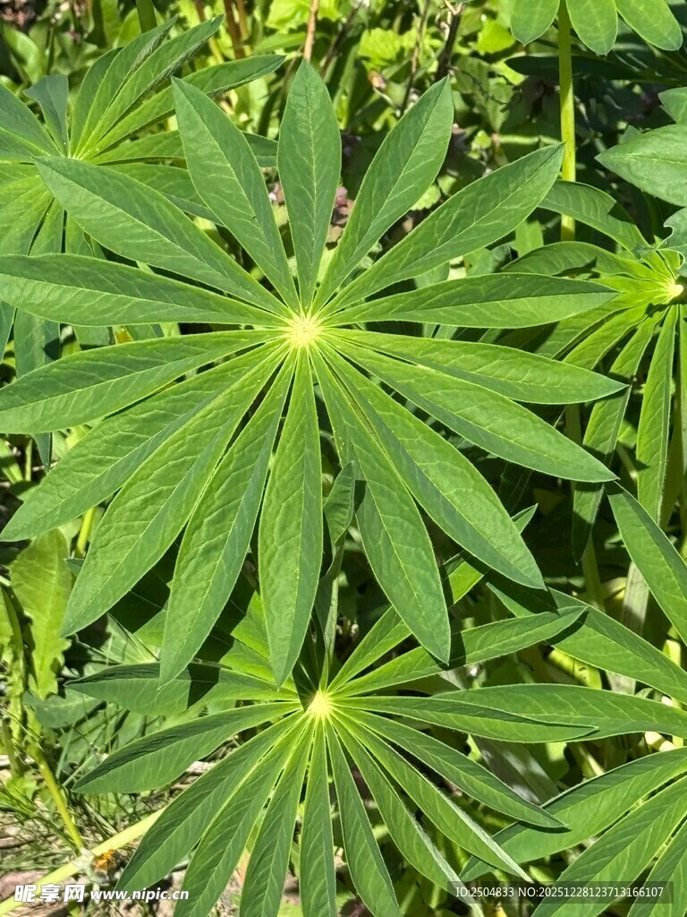 翠绿掌状叶片植物特写