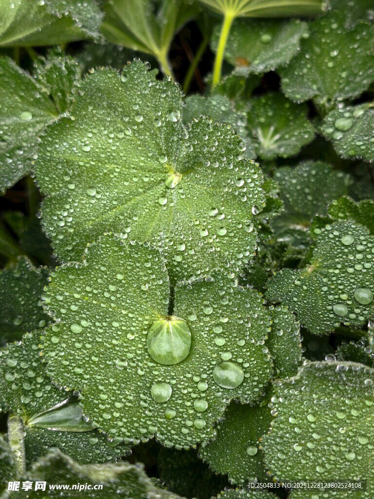 带水珠的翠绿叶片