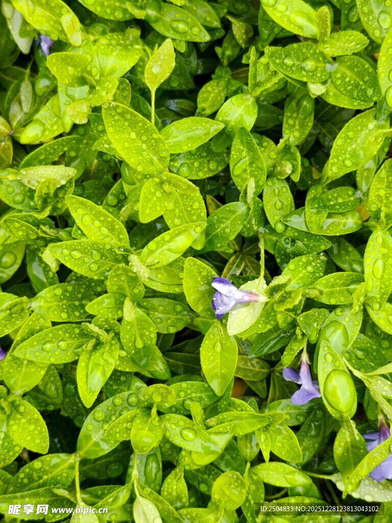 翠绿叶片间的紫色小花